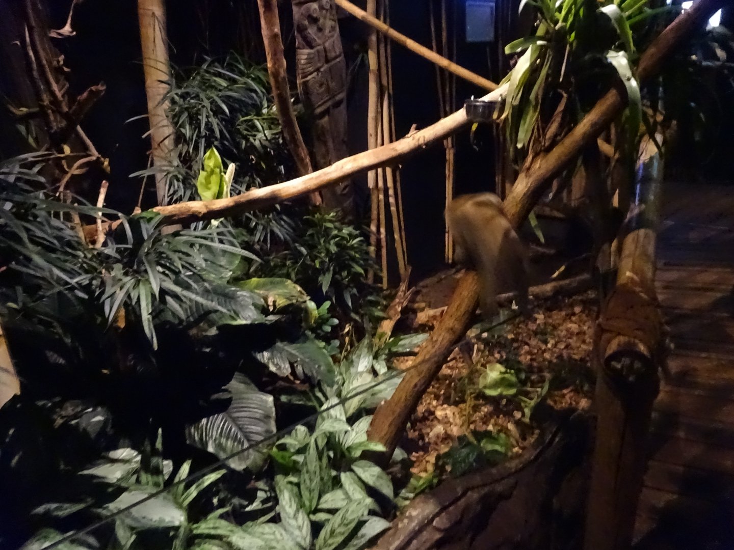 Tropikariet - Jungle by Night - General view