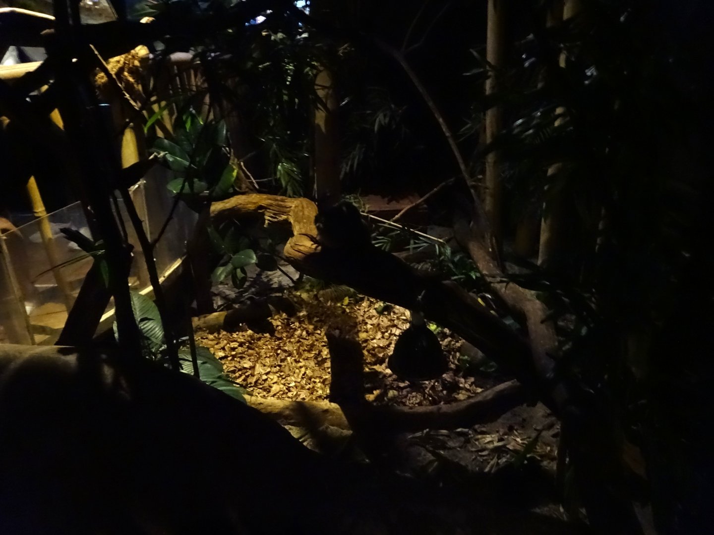 Tropikariet - Jungle by Night - General view