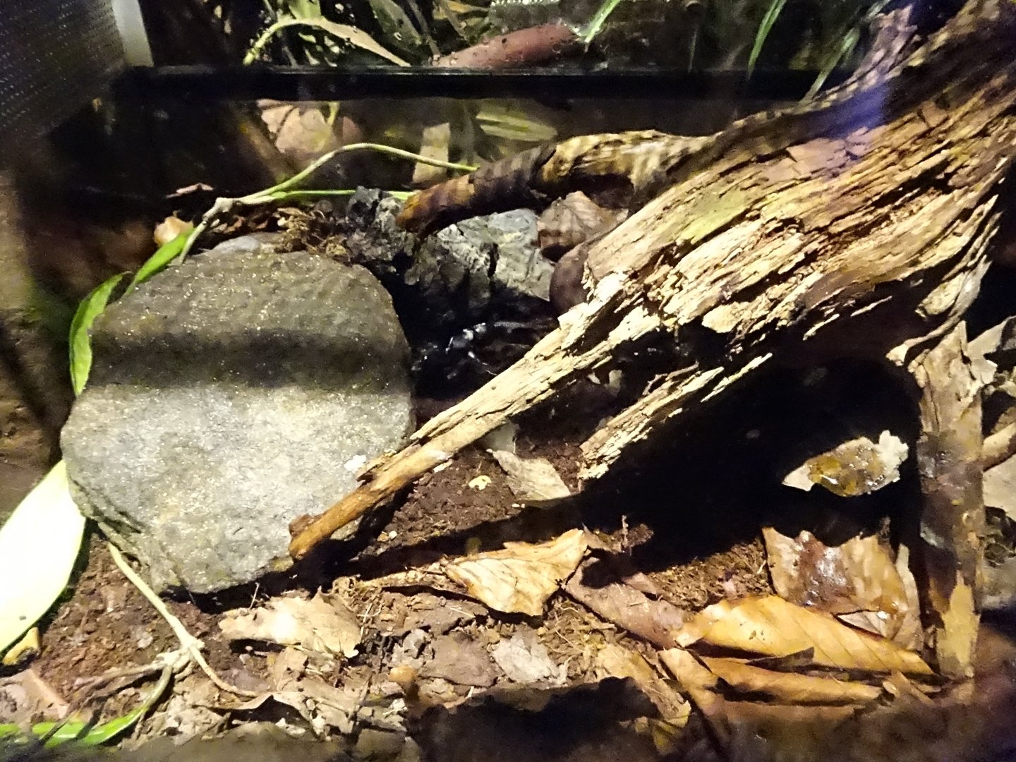 Tropikariet - Jungle by Night - Scorpion exhibit