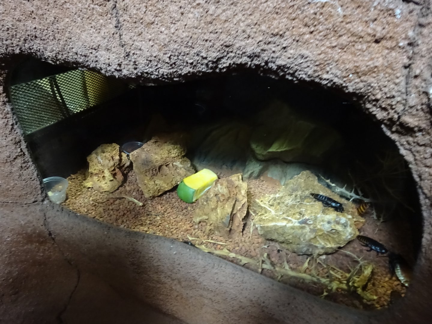 Tropikariet - Madagascar - Cockroach exhibit