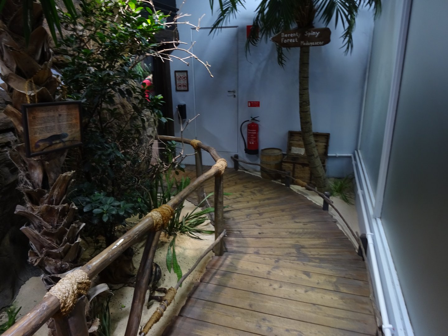 Tropikariet - Madagascar - Giant chameleon exhibit