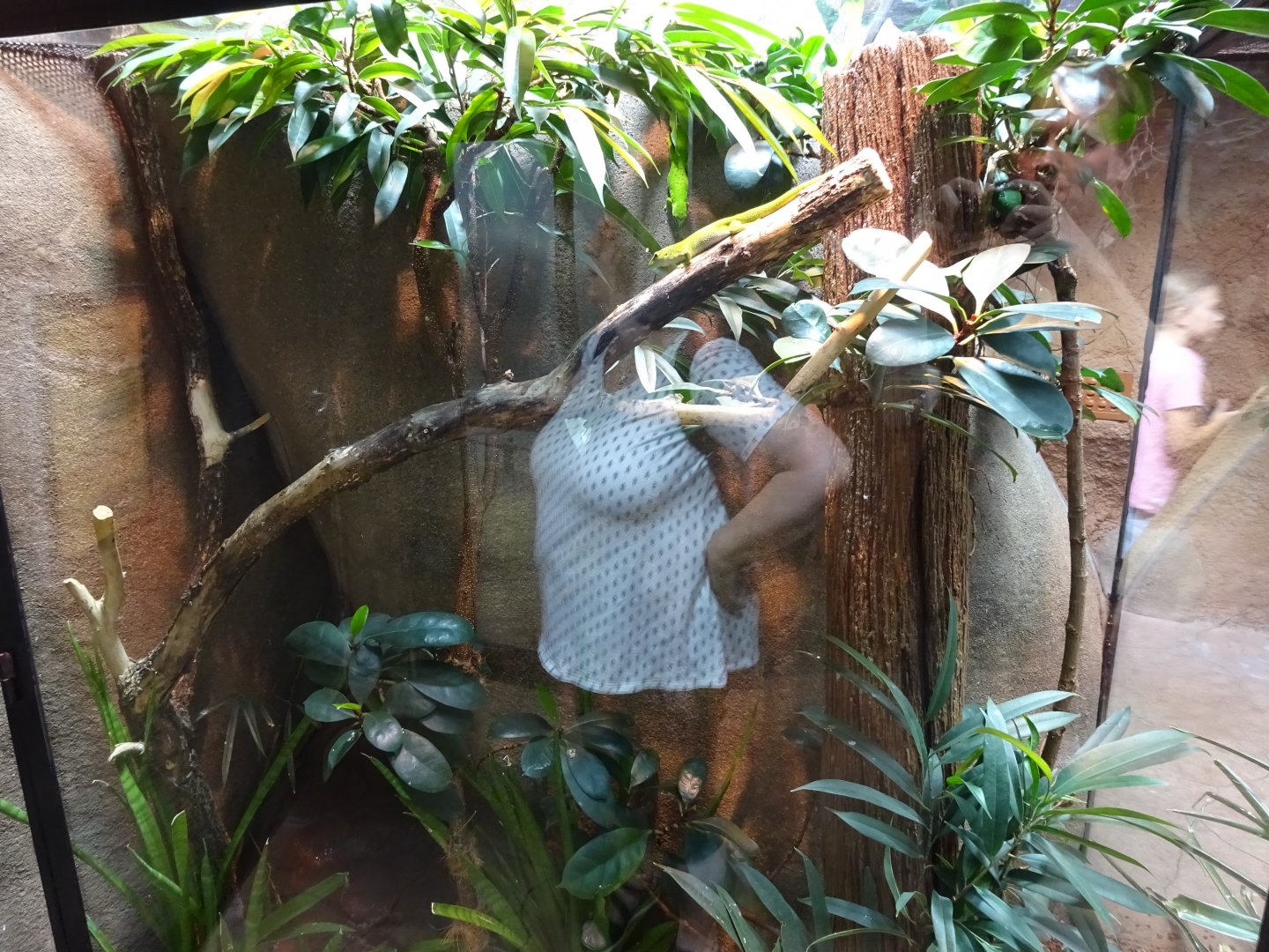Tropikariet - Madagascar - Giant day gecko exhibit