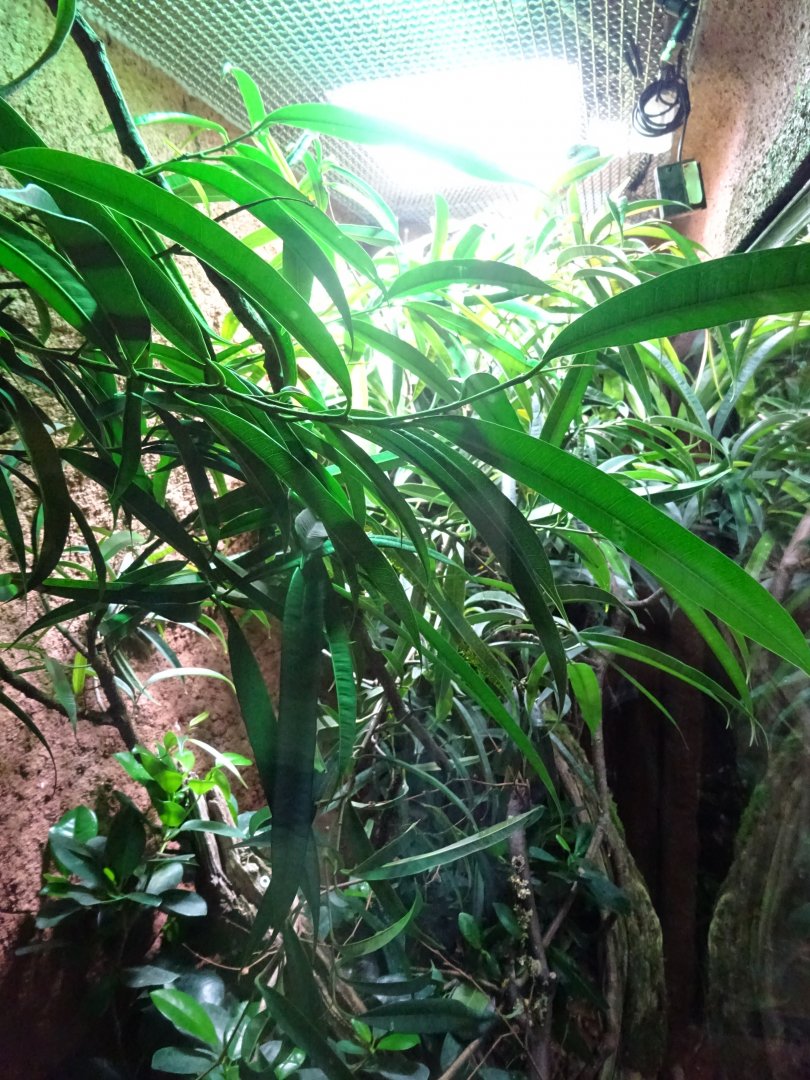 Tropikariet - Madagascar - Panther chameleon exhibit