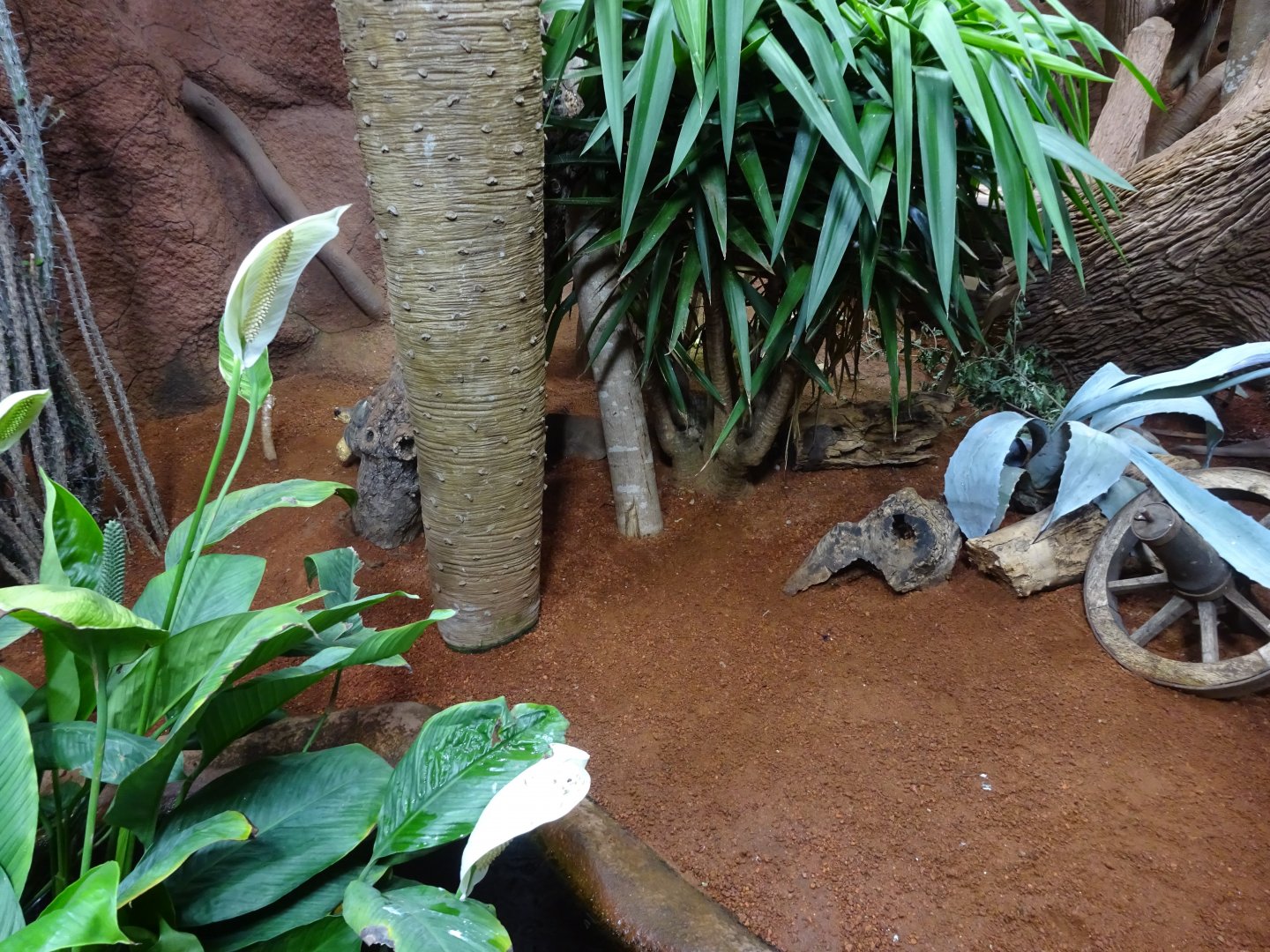 Tropikariet - Madagascar - Tortoise exhibit