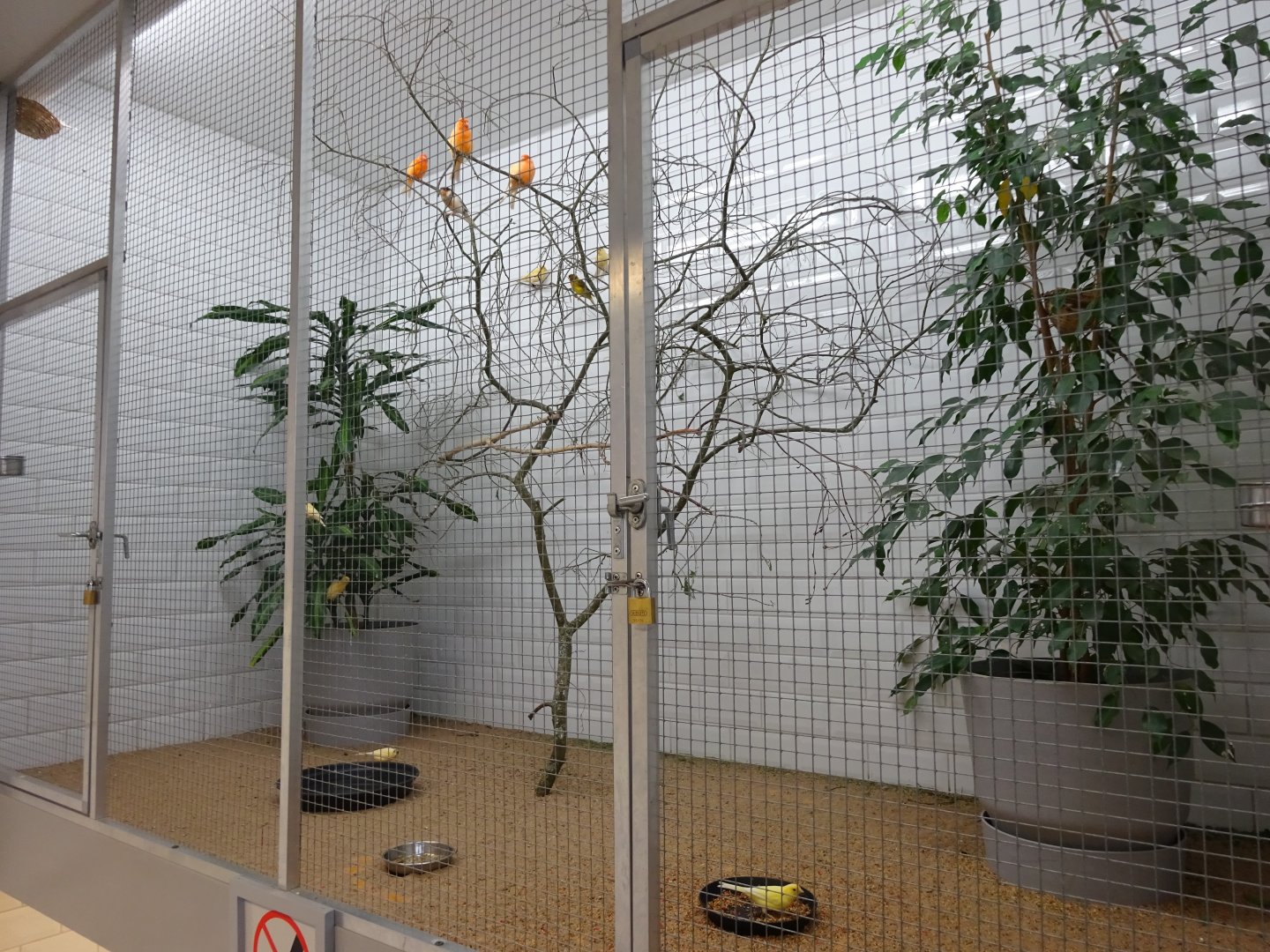 Tropikariet - Man-Made Freaks - Canary aviary