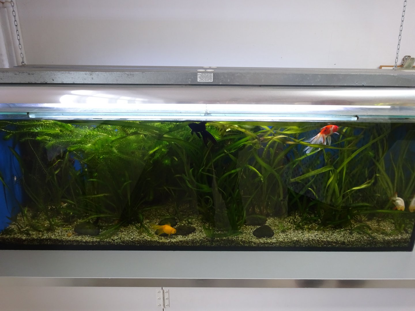 Tropikariet - Man-Made Freaks - Goldfish tank