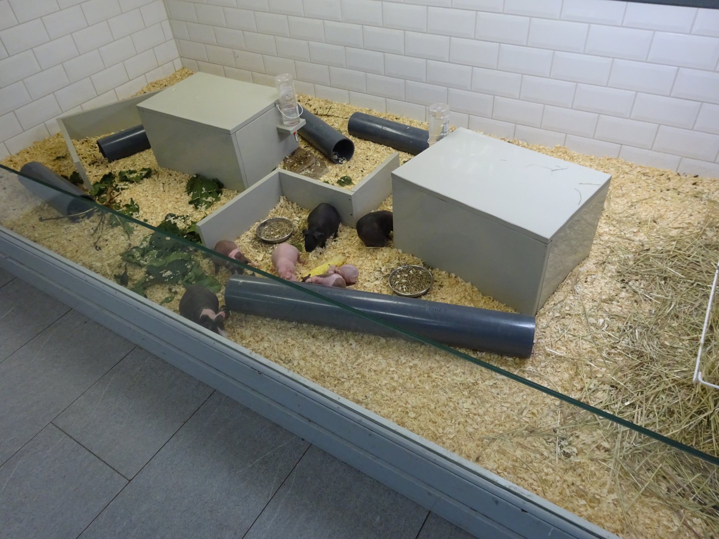 Tropikariet - Man-Made Freaks - Guinea pig exhibit