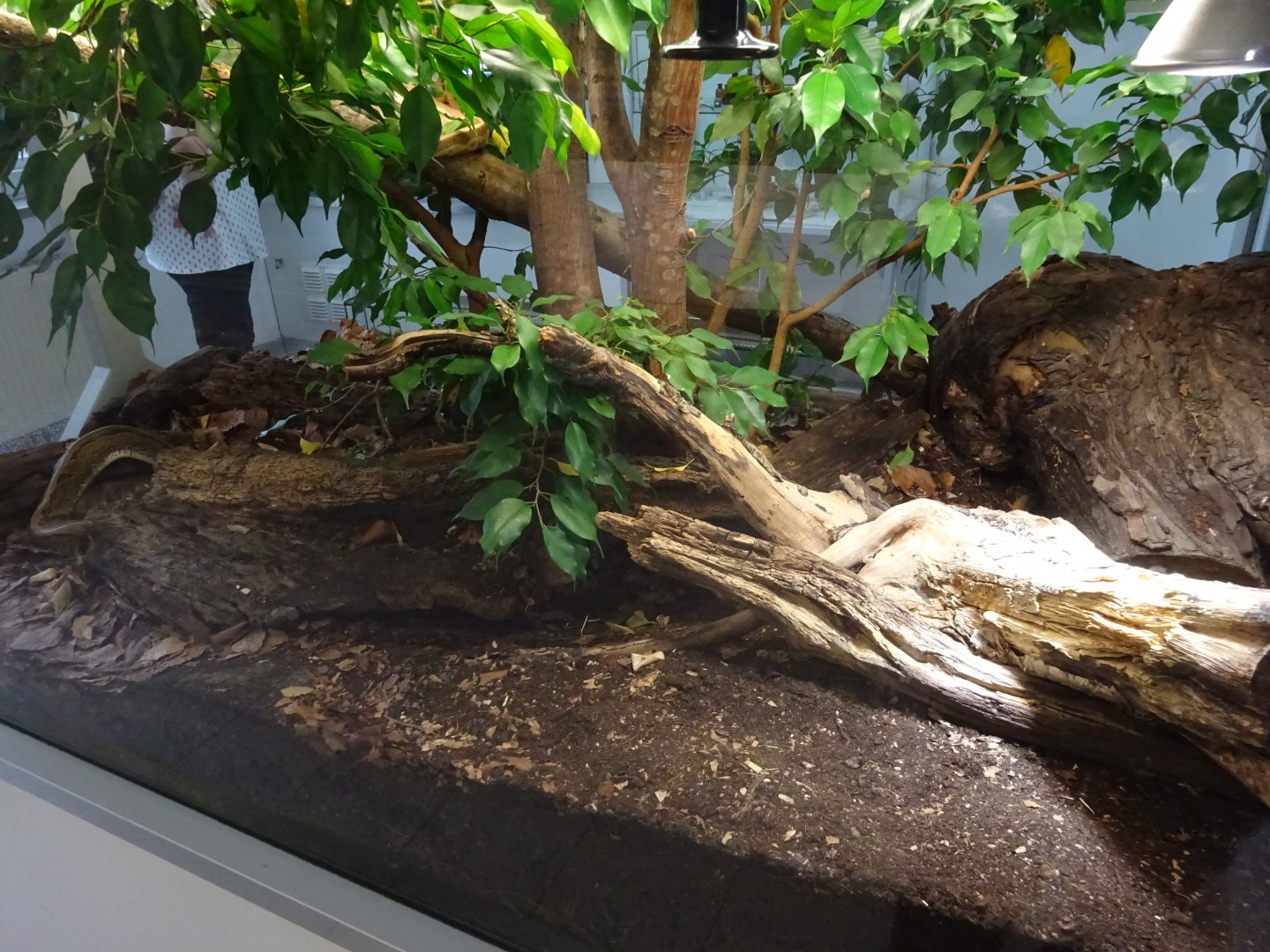 Tropikariet - Man-Made Freaks - Python exhibit