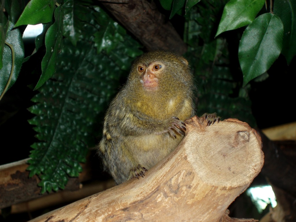 Tropikariet - Pygmy marmoset