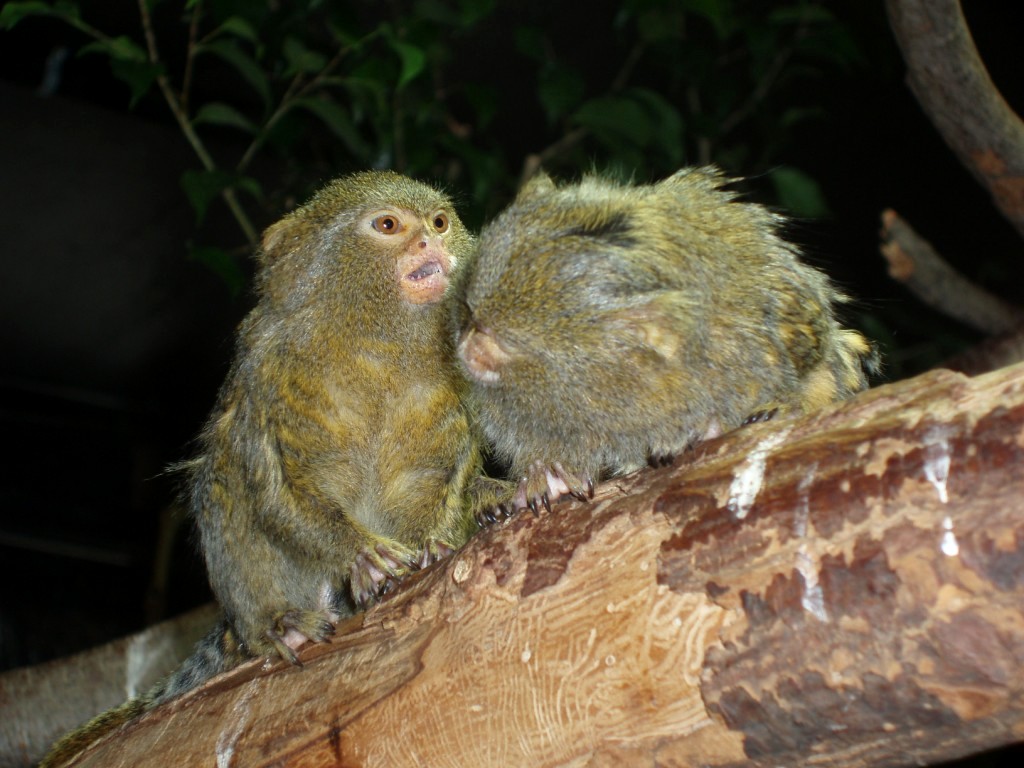 Tropikariet - Pygmy marmosets