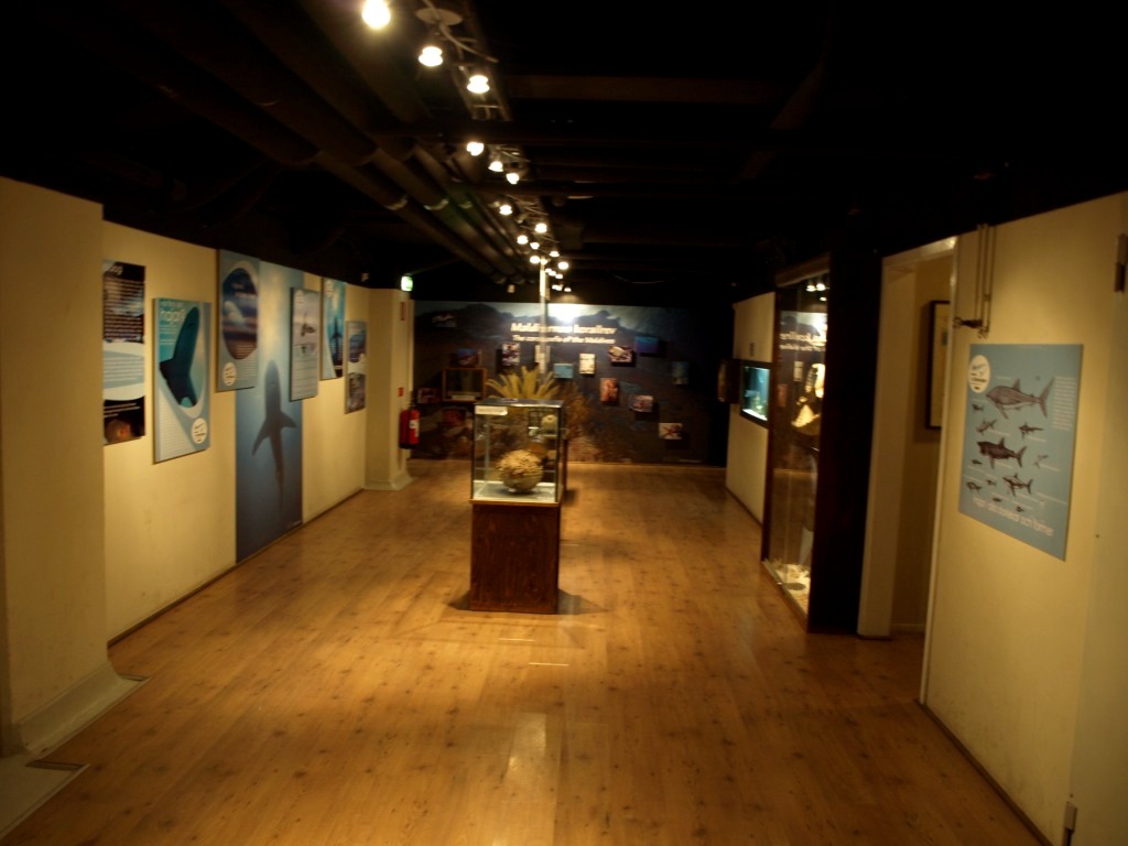 Tropikariet - Shark and coral exhibition
