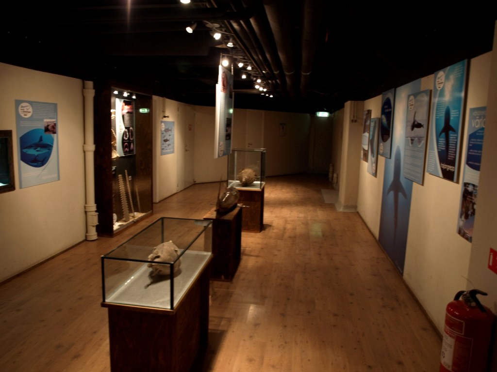 Tropikariet - Shark and coral exhibition