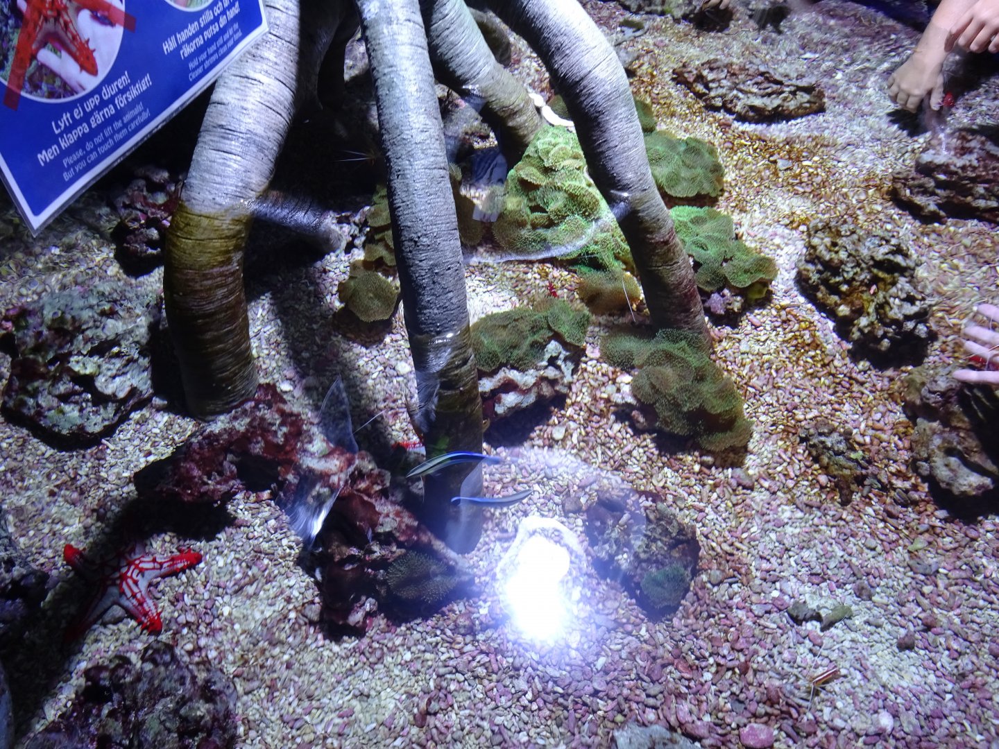 Tropikariet - Shark Reef - Coral reef touch pool