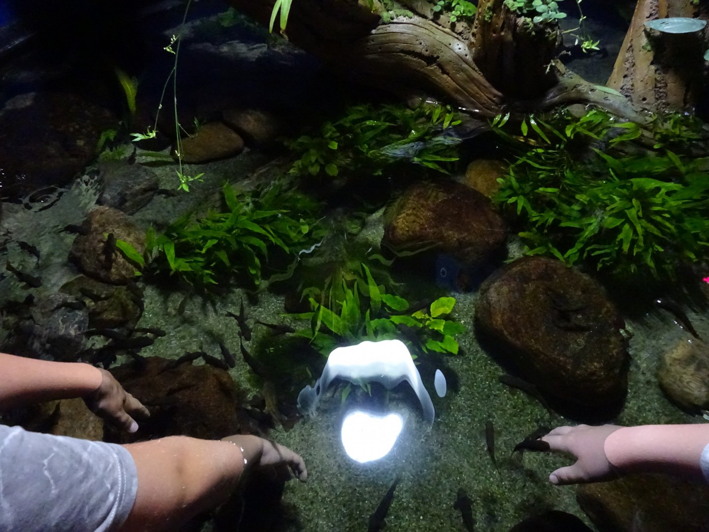 Tropikariet - Shark Reef - Doctorfish touch pool