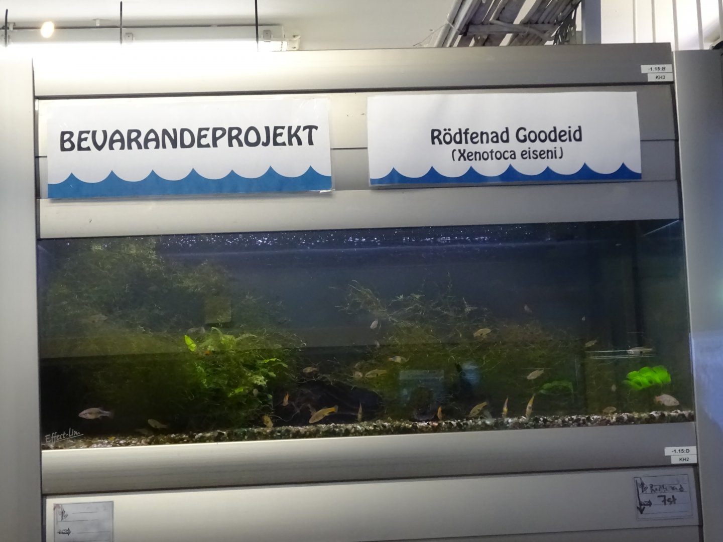 Tropikariet - Shark Reef - Goodeid tank