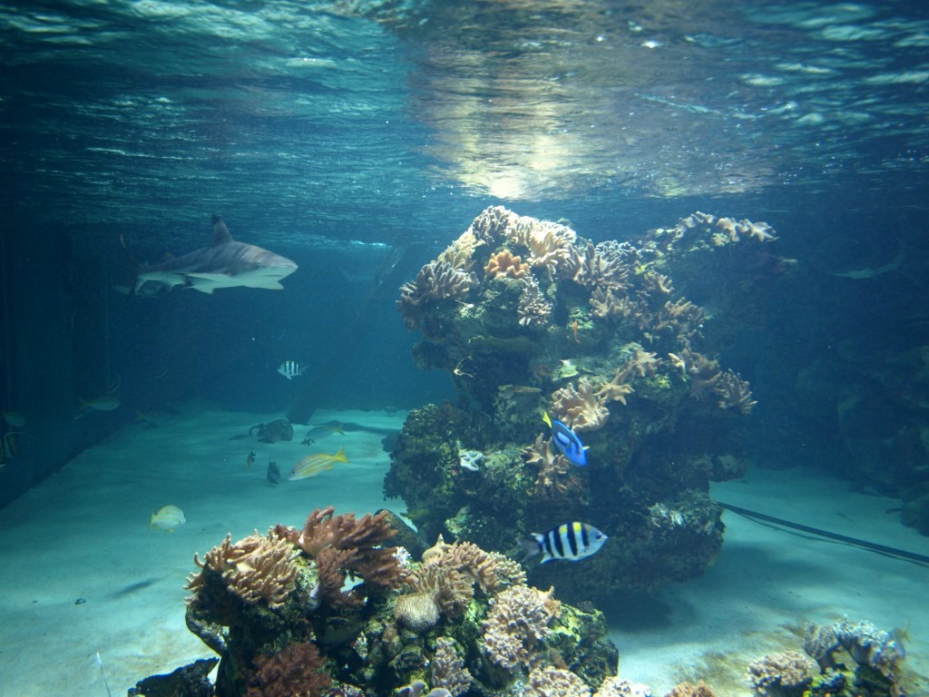 Tropikariet - Shark Reef