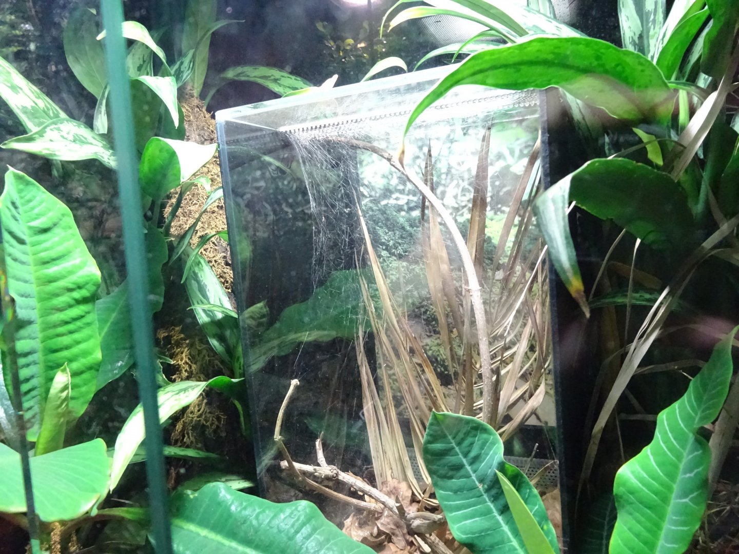 Tropikariet - South America - Black widow exhibit