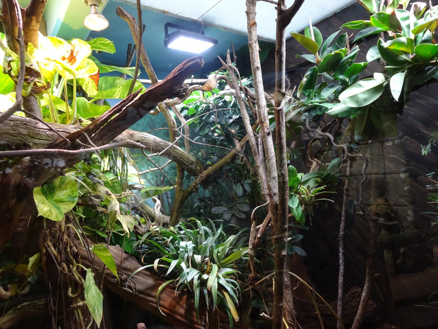 Tropikariet - South America - Caiman lizard exhibit