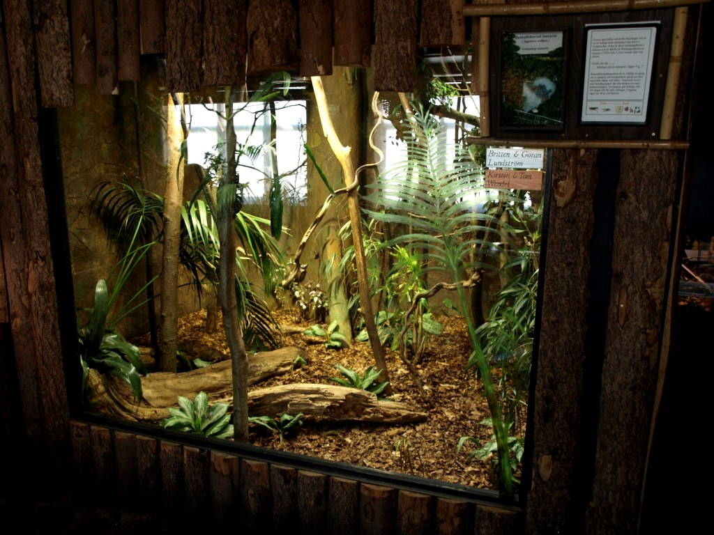 Tropikariet - South America (cotton-top tamarins)