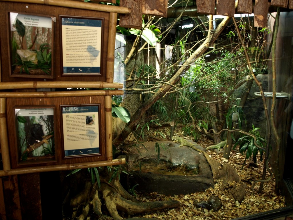 Tropikariet - South America (golden-handed tamarin)