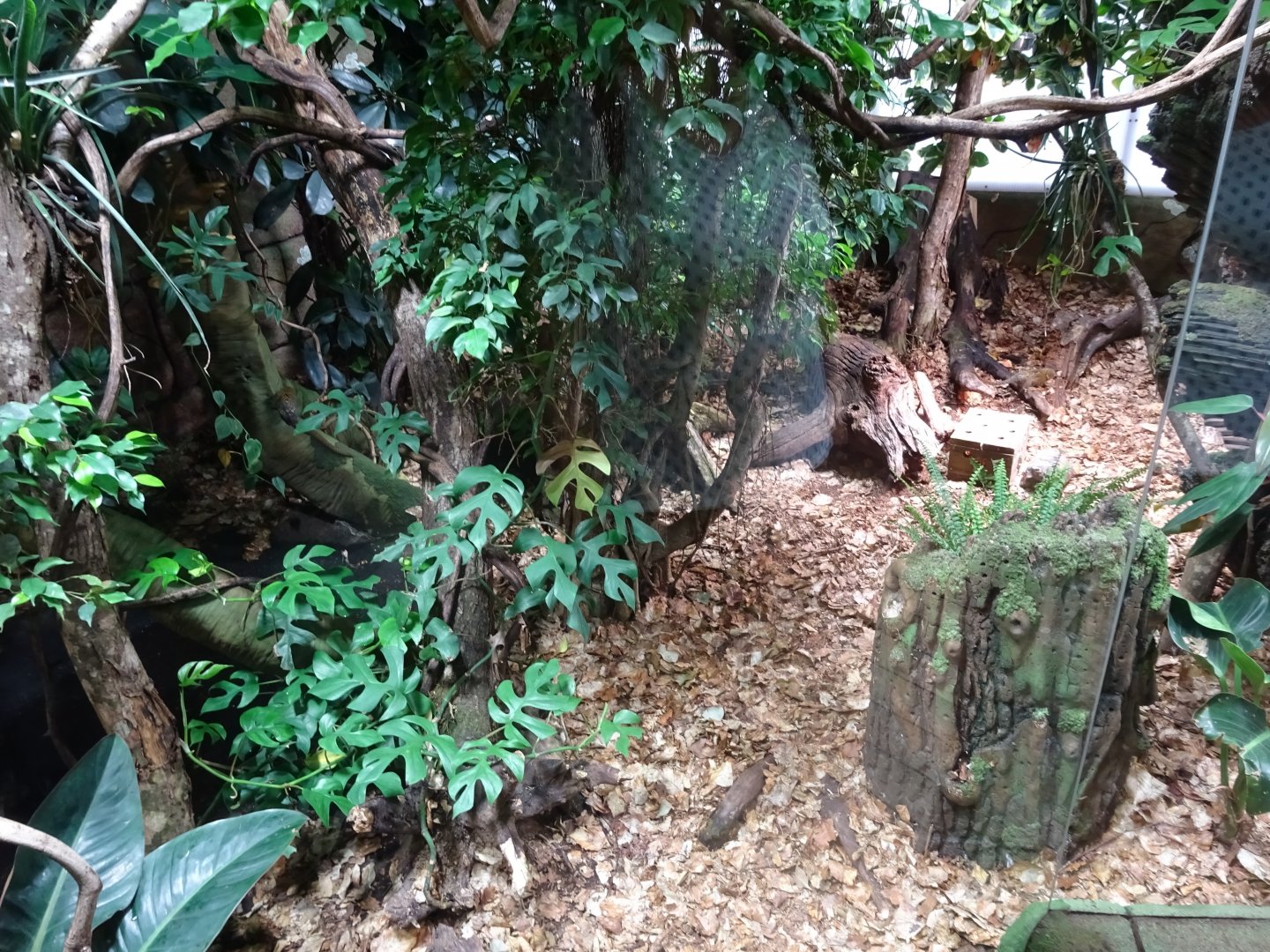 Tropikariet - South America - Marmoset/tortoise exhibit