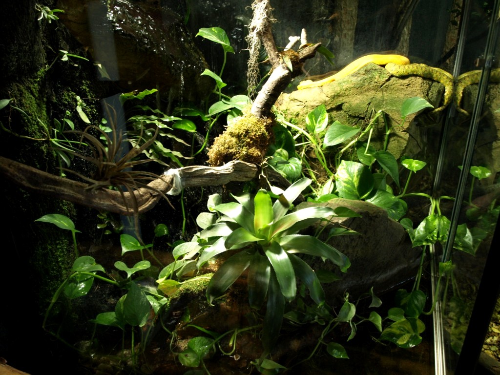 Tropikariet - South America (pitviper terrarium)