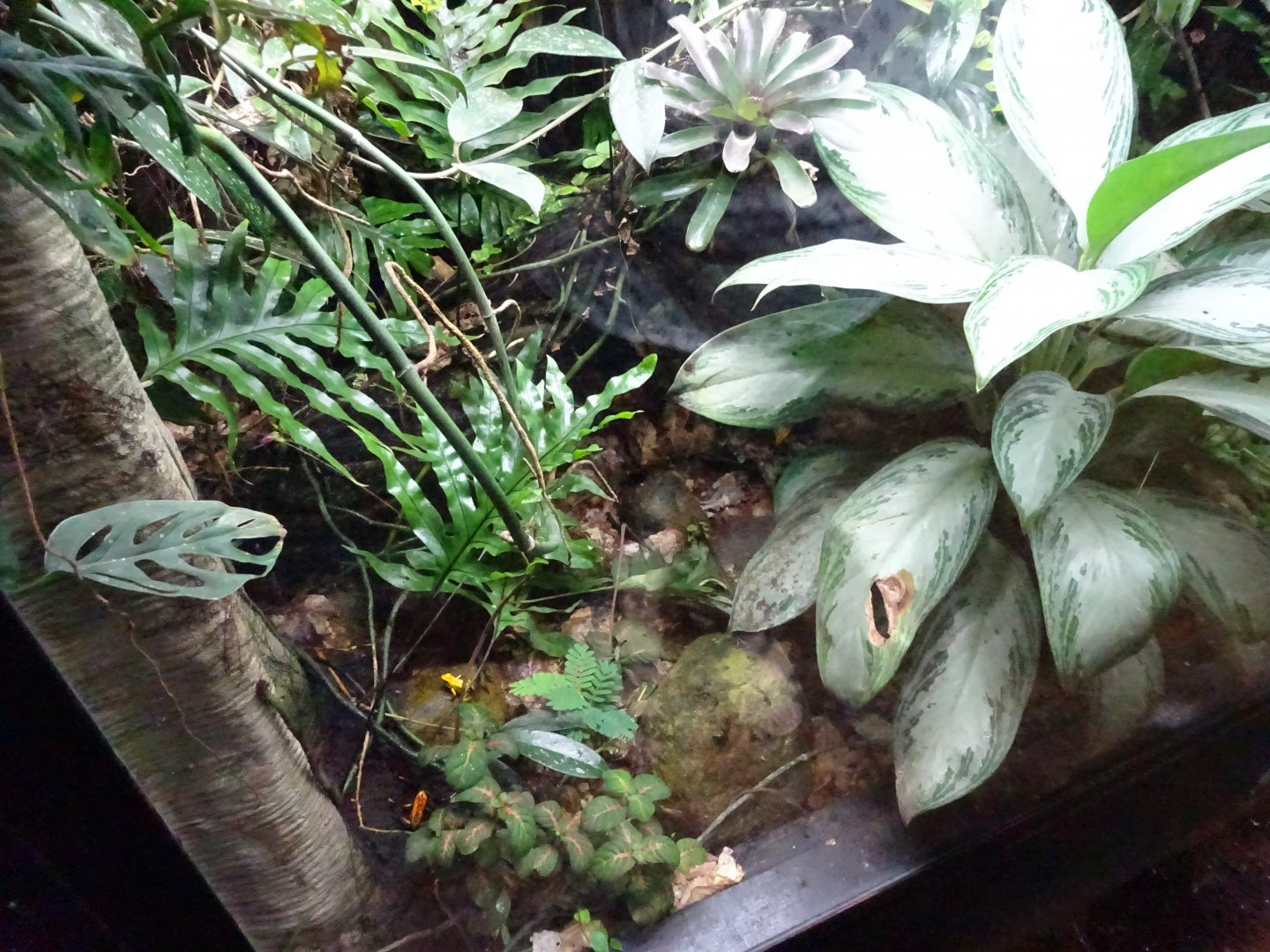 Tropikariet - South America - Poison dart frog exhibit