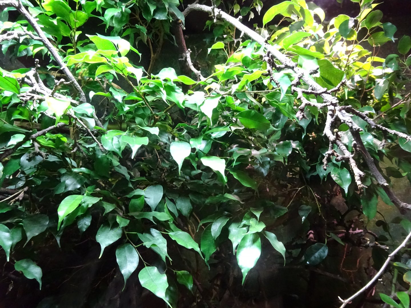 Tropikariet - South America - Racer exhibit