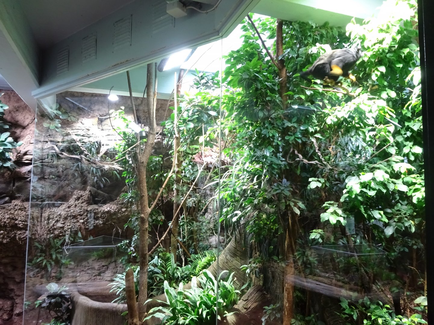 Tropikariet - South America - Tamarin exhibit