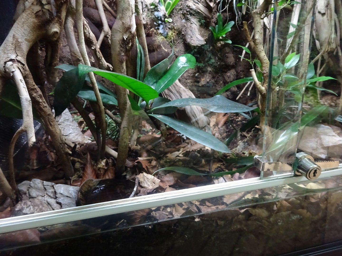 Tropikariet - South America - Tarantula exhibit #1