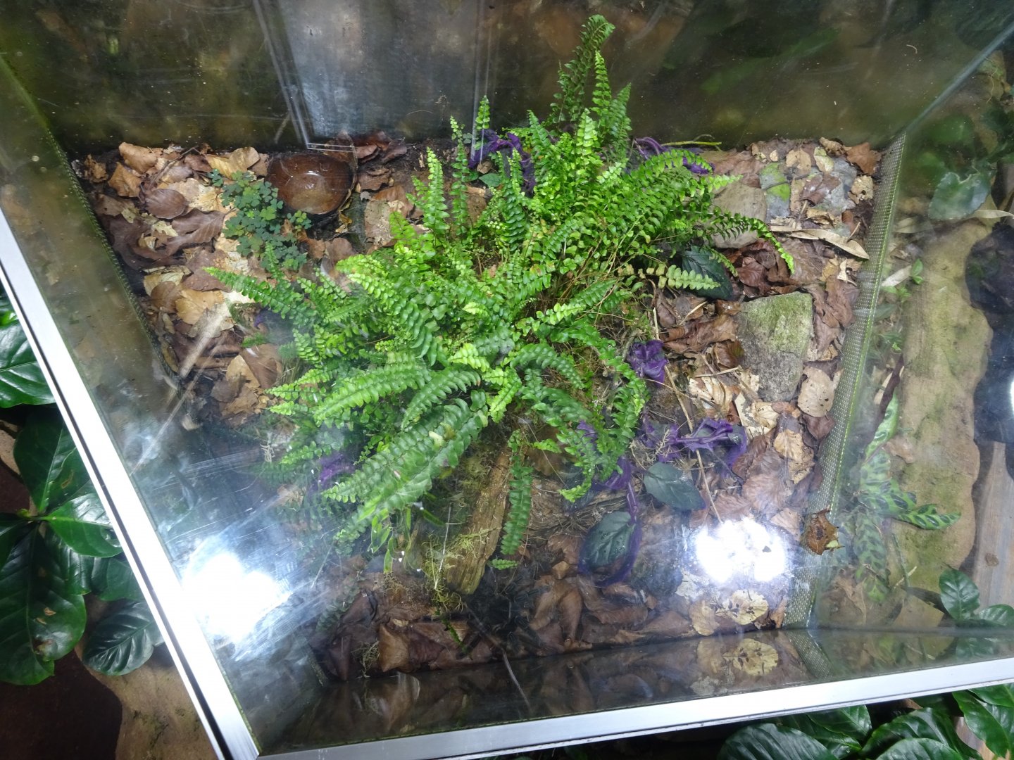 Tropikariet - South America - Tarantula exhibit #2