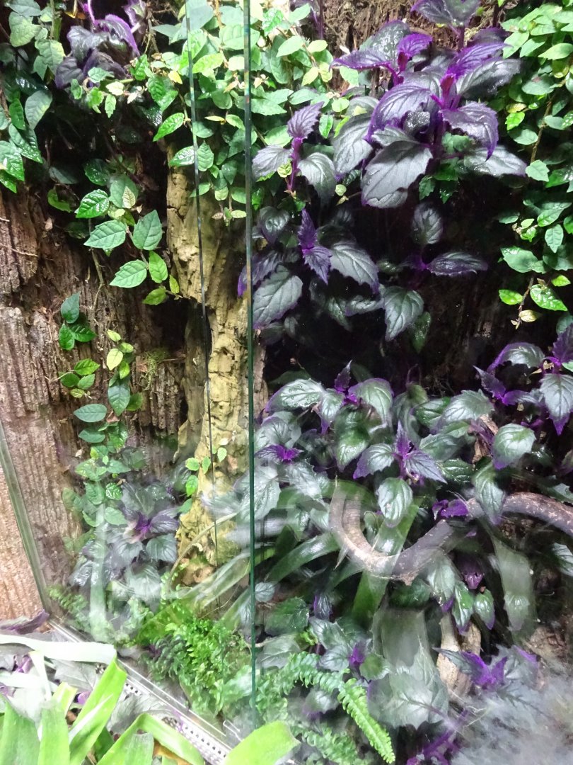 Tropikariet - South America - Tarantula exhibit #3