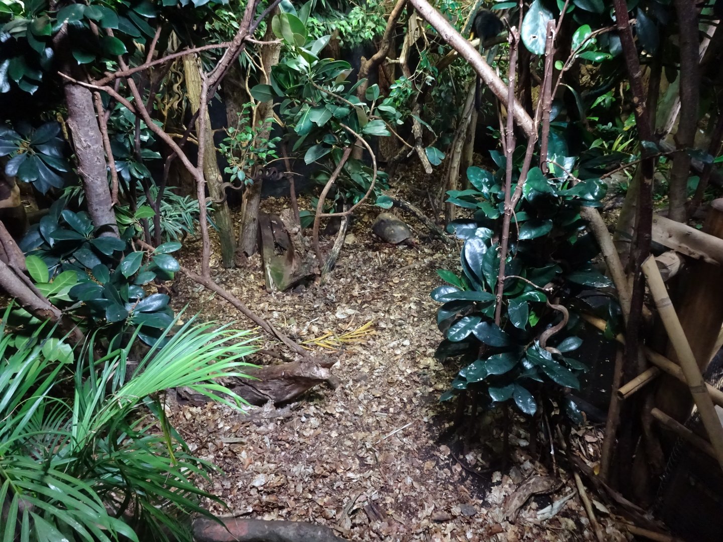 Tropikariet - South America - Tortoise exhibit