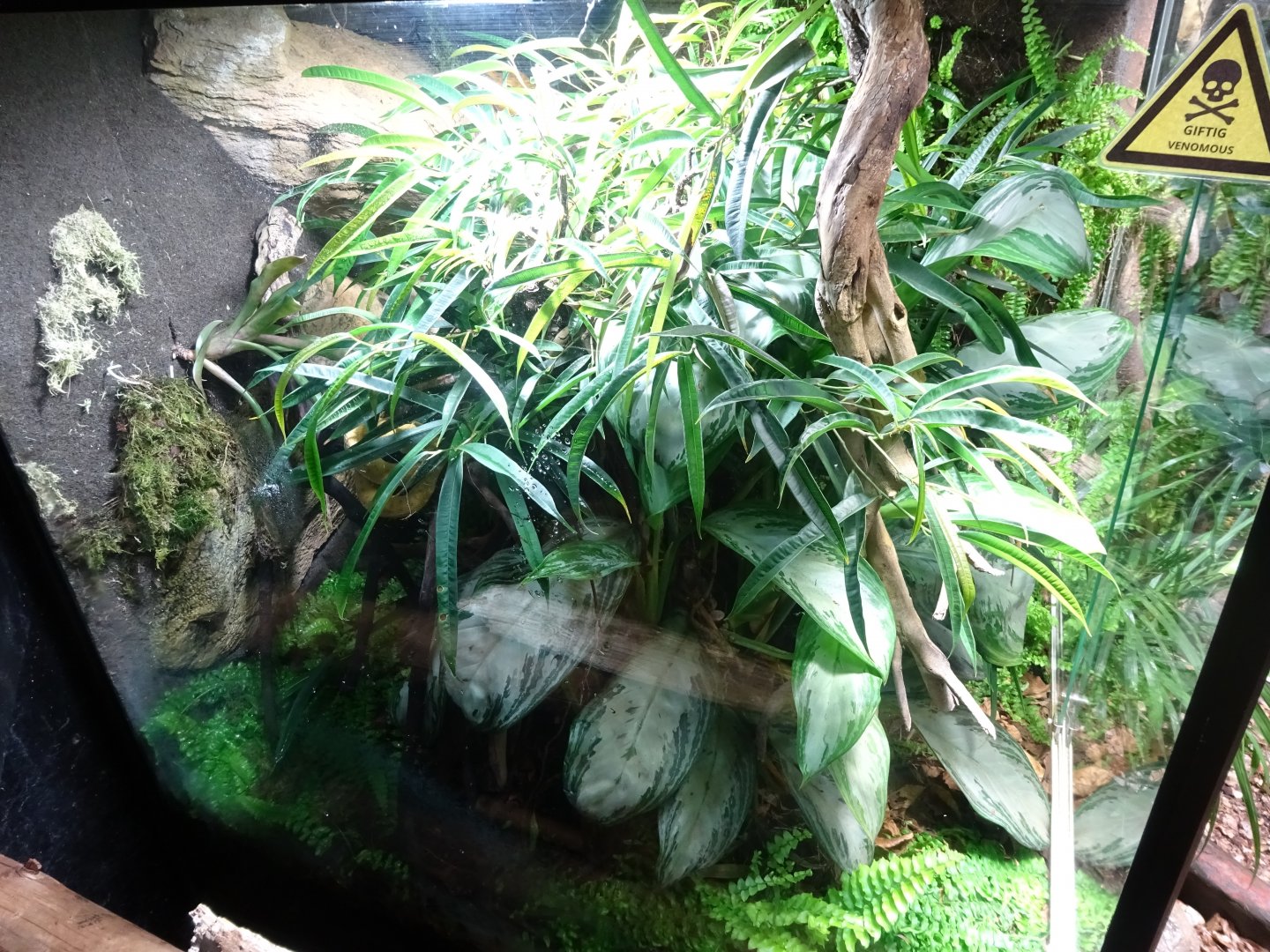 Tropikariet - South America - Viper exhibit