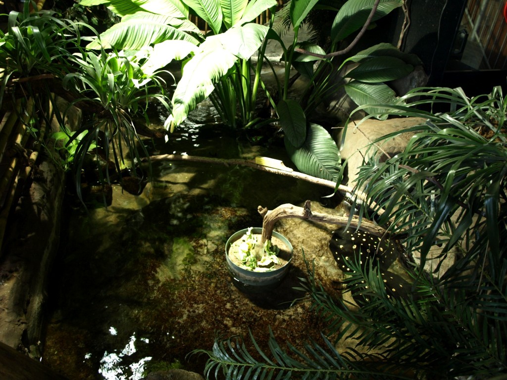 Tropikariet - South America