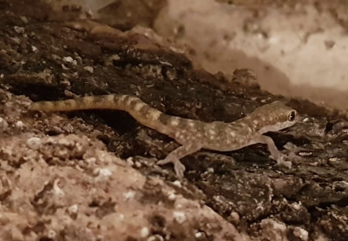 Tropiocolotes species ID?