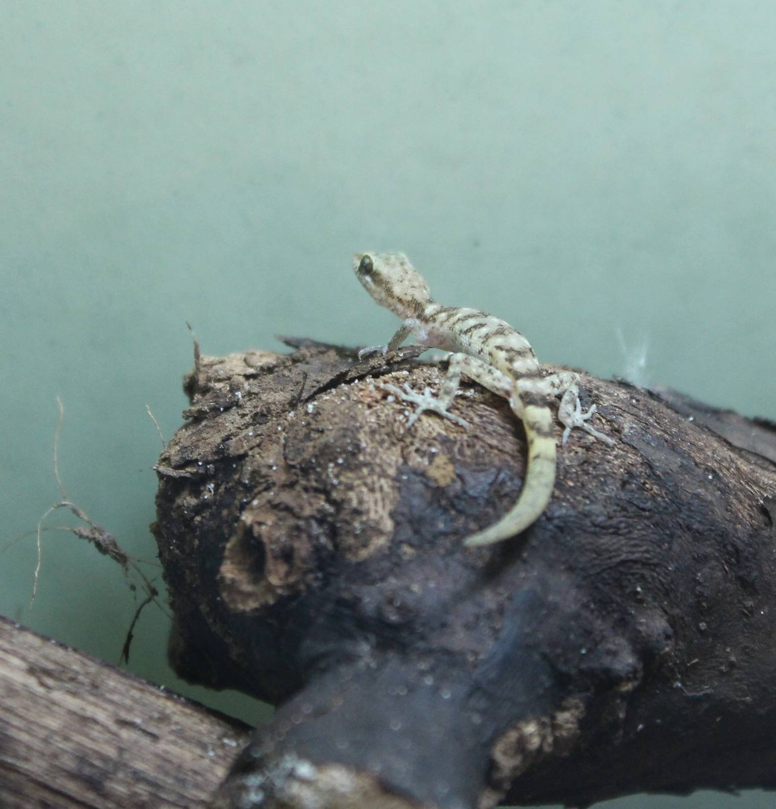 Tropiocolotes species