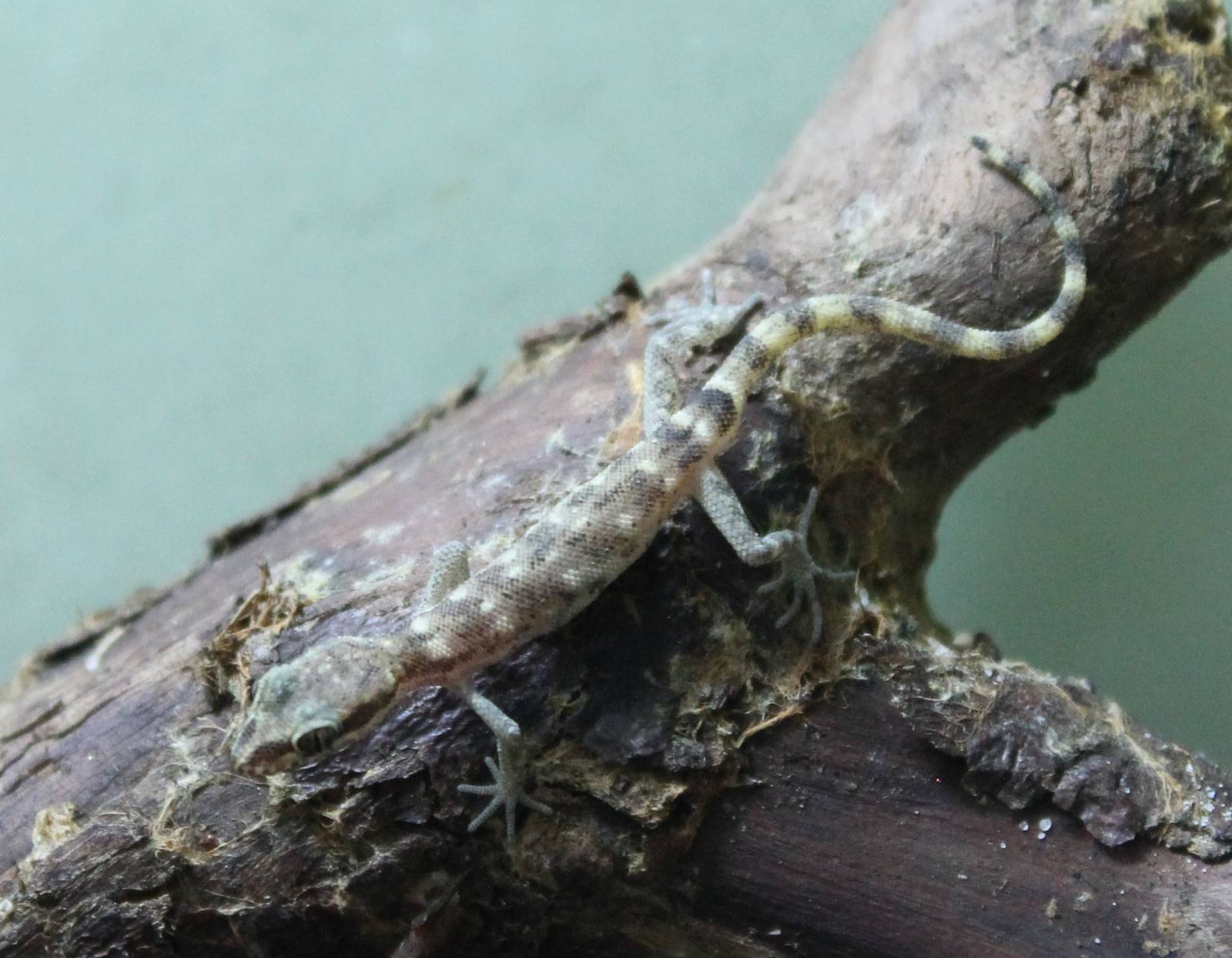 Tropiocolotes species