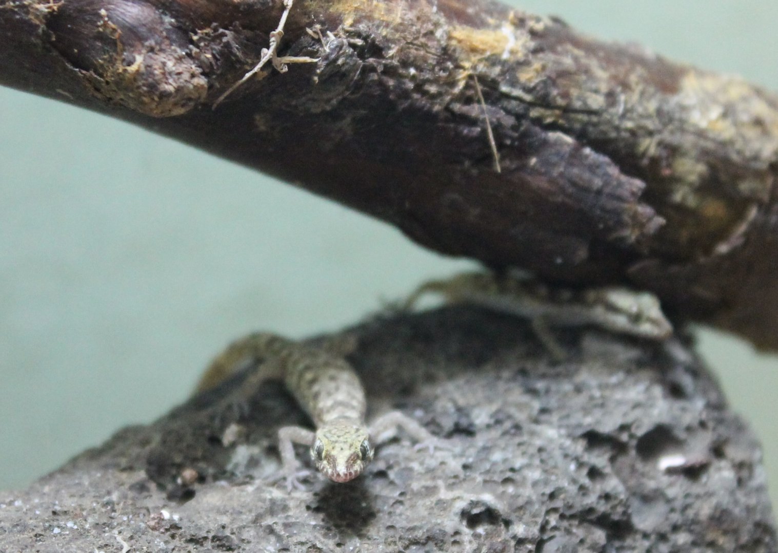 Tropiocolotes species