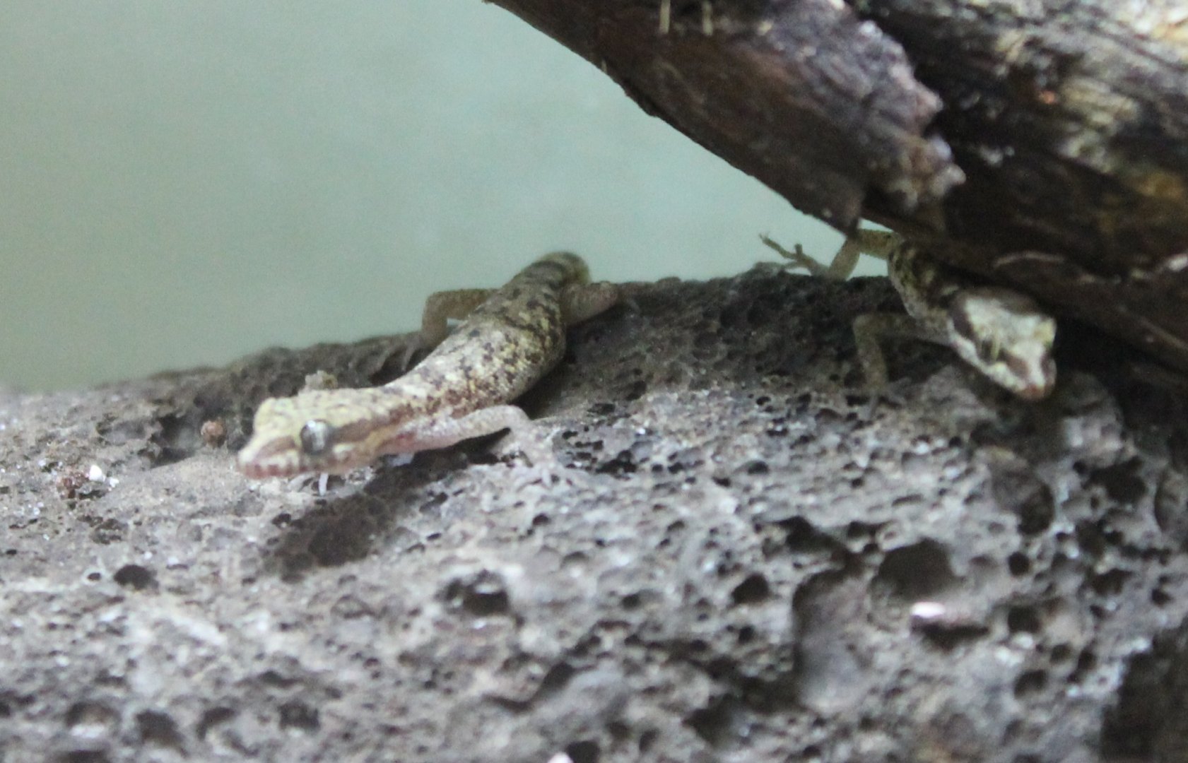 Tropiocolotes species