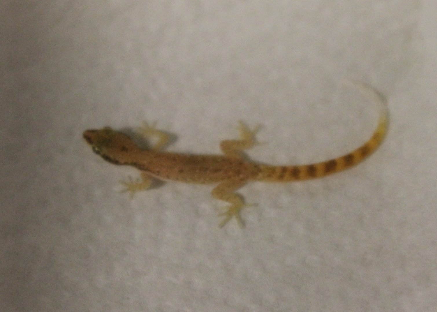 Tropiocolotes tripolitanus