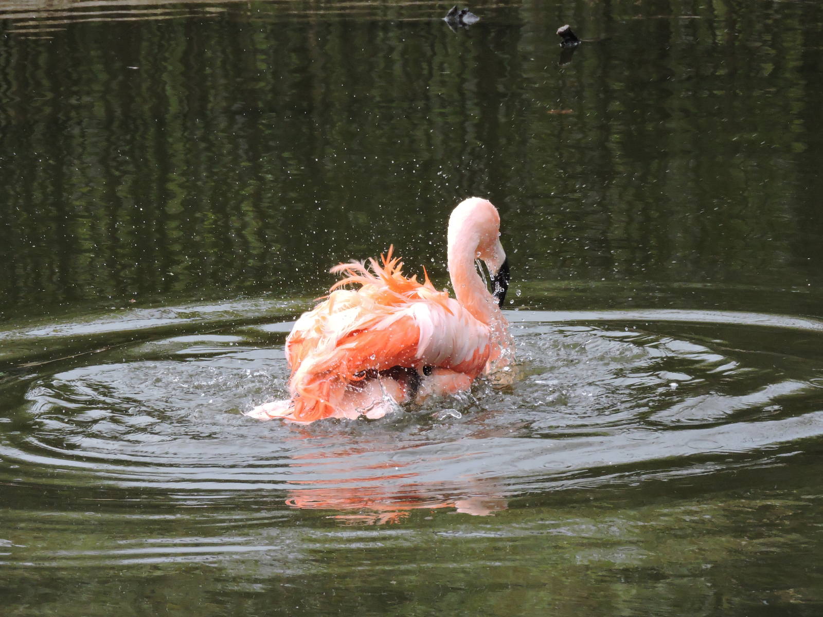 Tropiquarium de Servion - Chilean flamingo