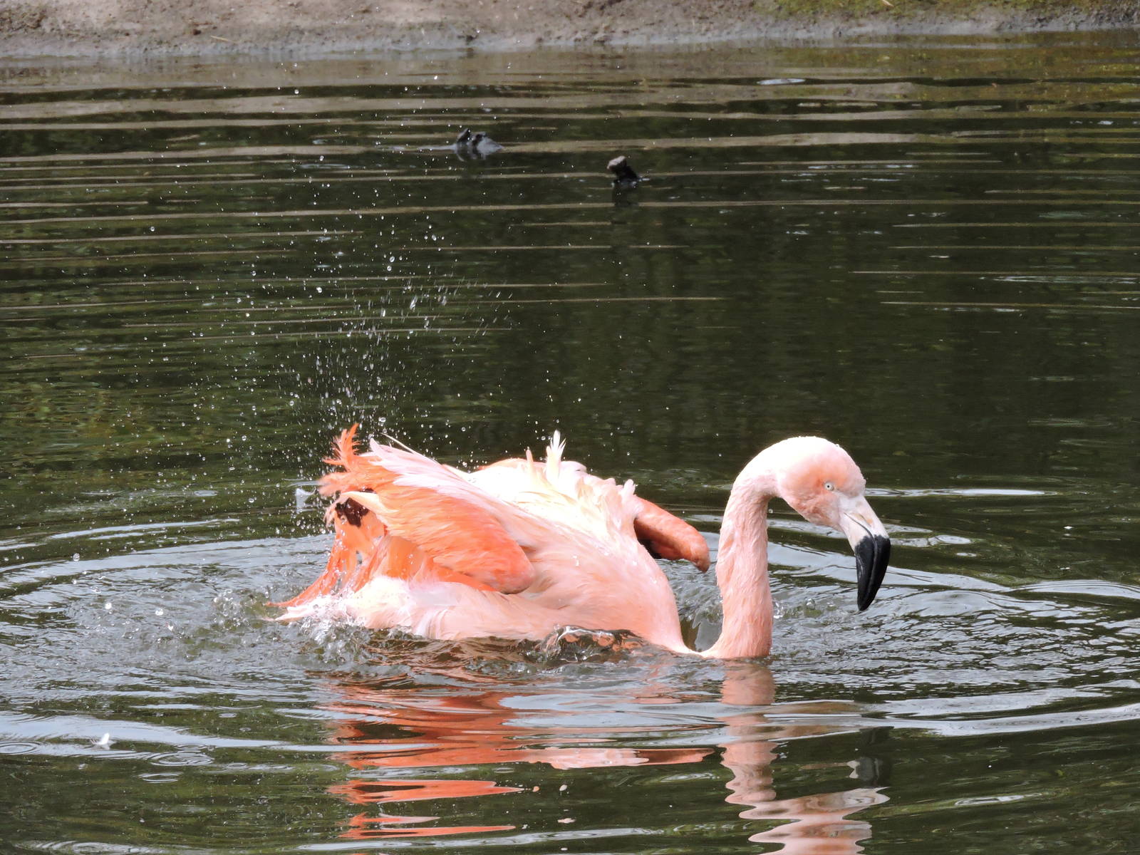 Tropiquarium de Servion - Chilean flamingo