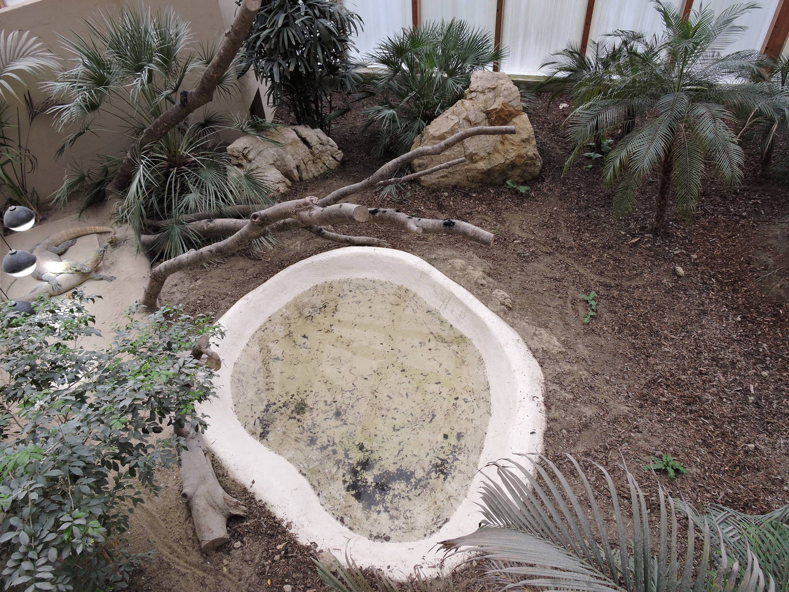 Tropiquarium de Servion - New komodo dragon enclosure