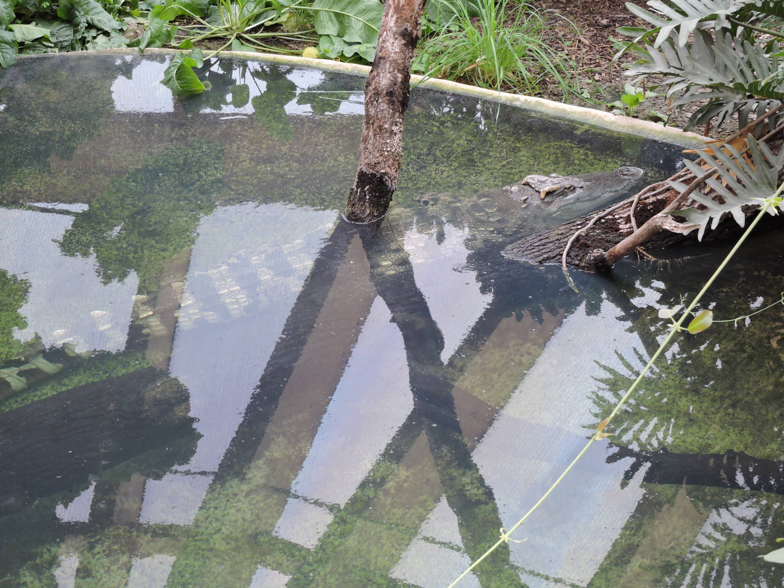 Tropiquarium de Servion - Siamese crocodiles exhibit