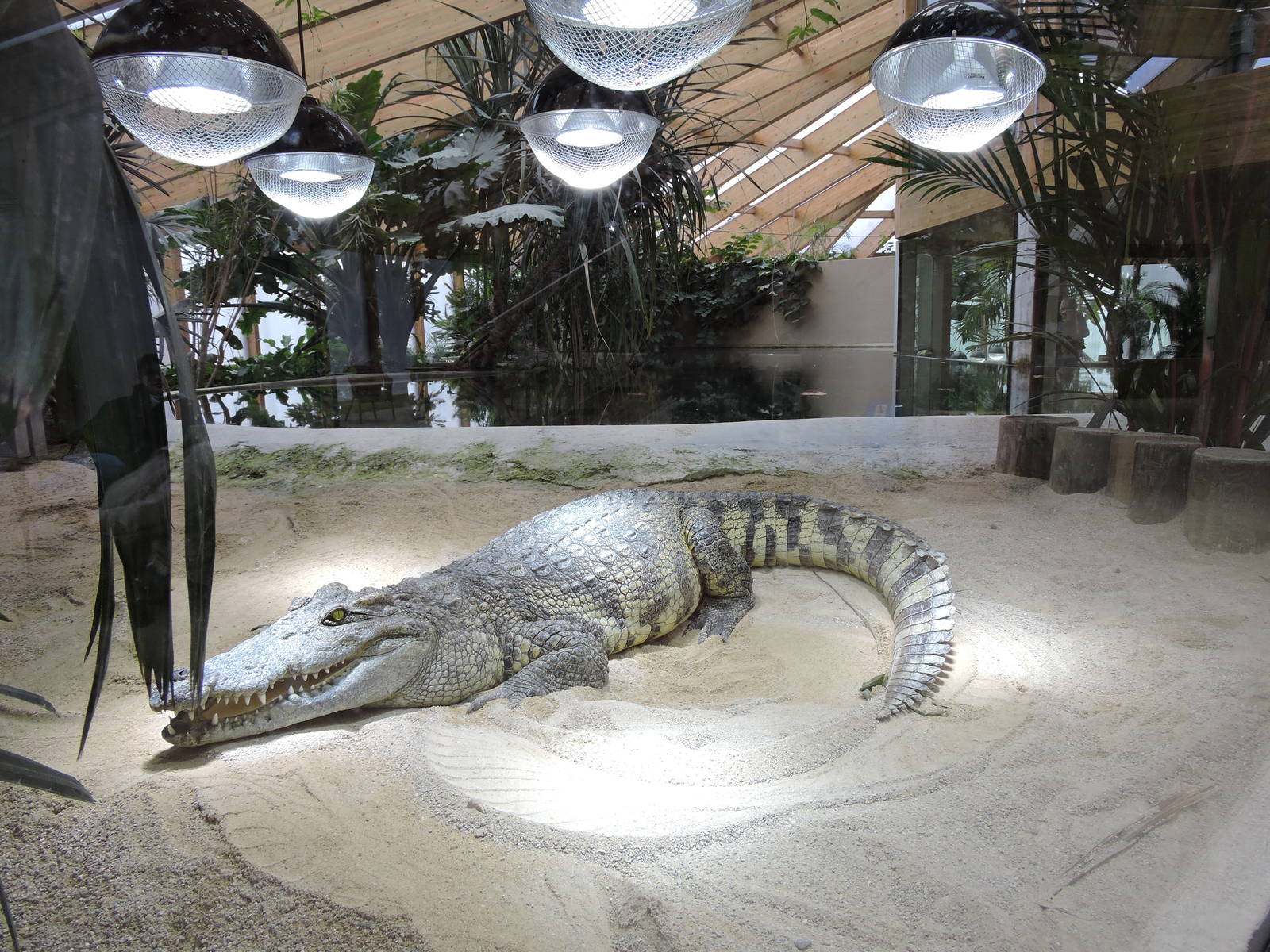 Tropiquarium de Servion - Siamese crocodiles exhibit