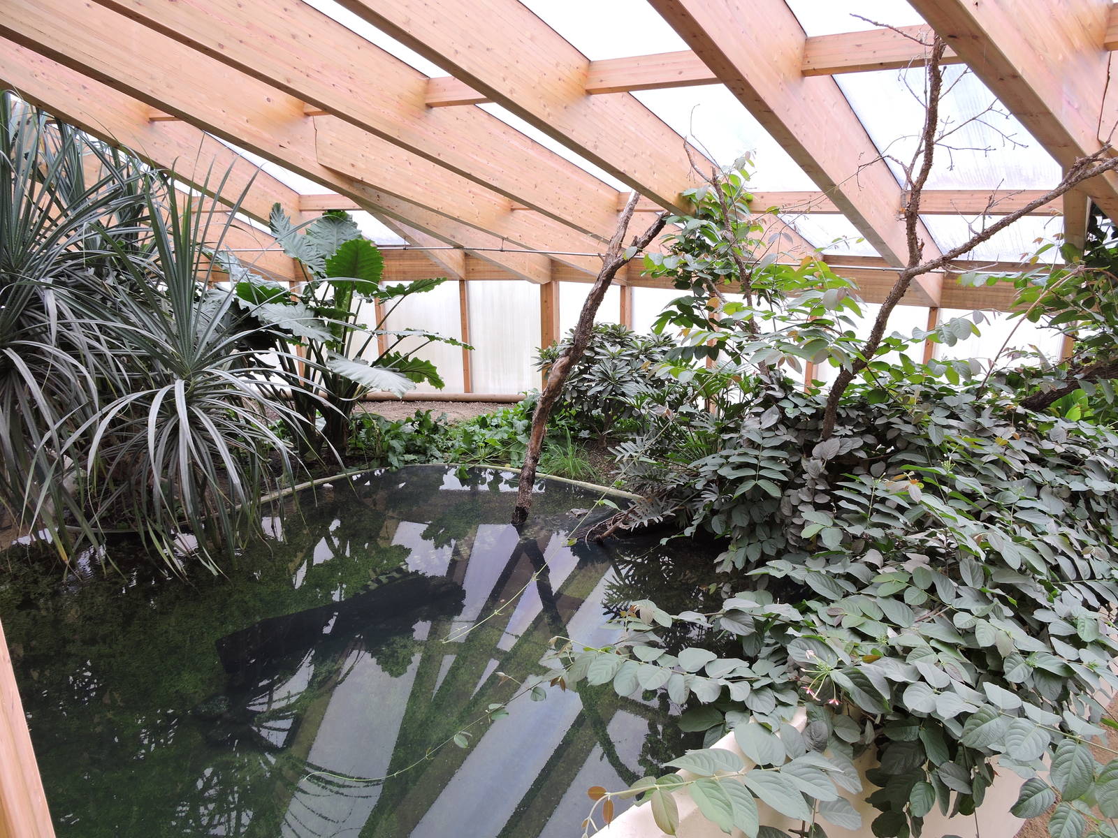 Tropiquarium de Servion - Siamese crocodiles exhibit