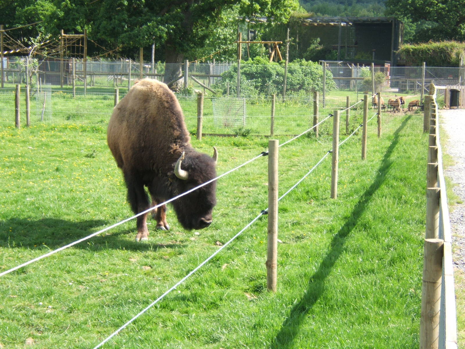 Trotters Animal World