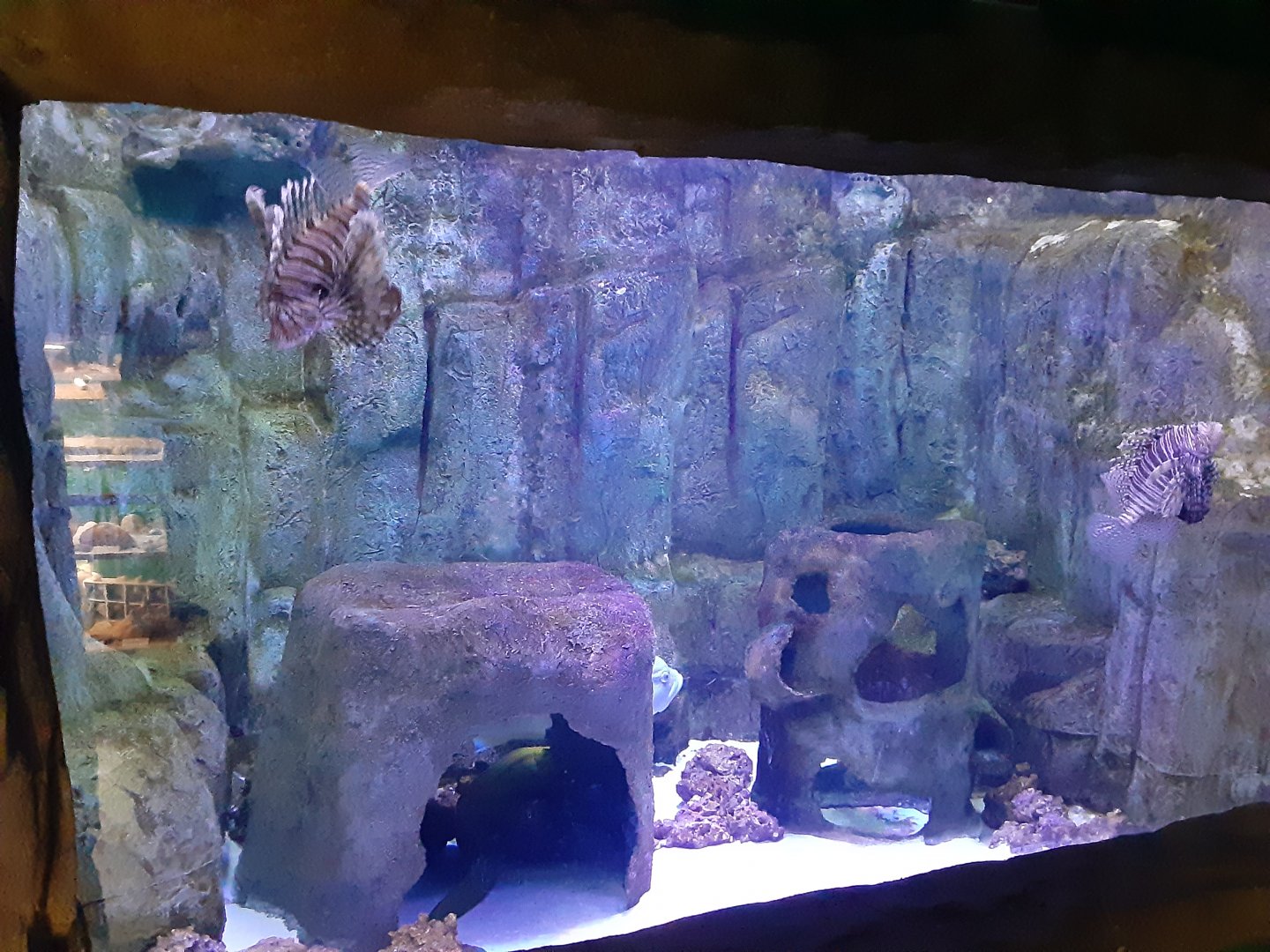 "Trouble in Paradise?" Tank