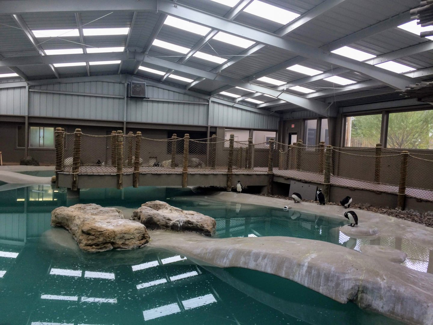 Troublemaker's Cove - African Penguin exhibit